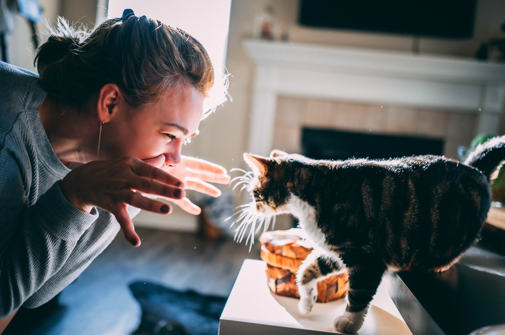 Do Cats Recognize Their Owners FullBucket Health