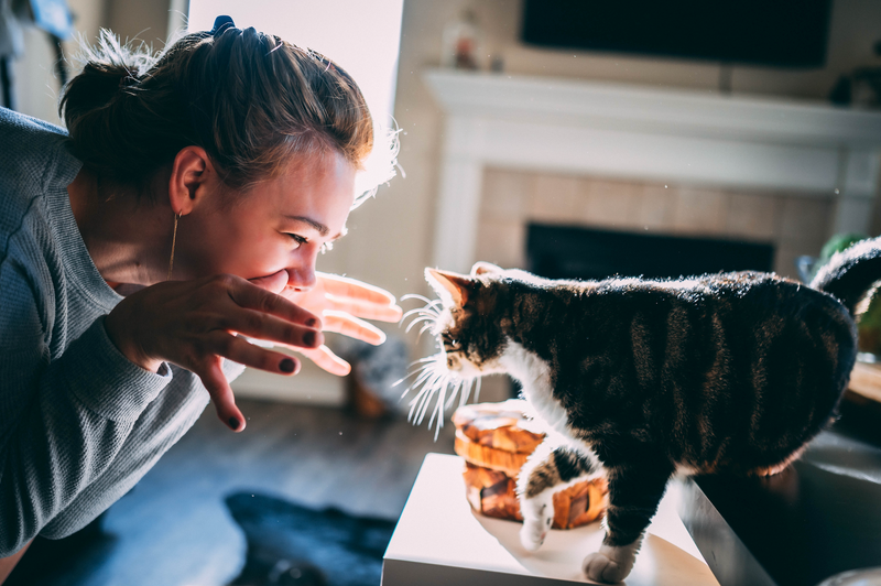 Do Cats Recognize Their Owners