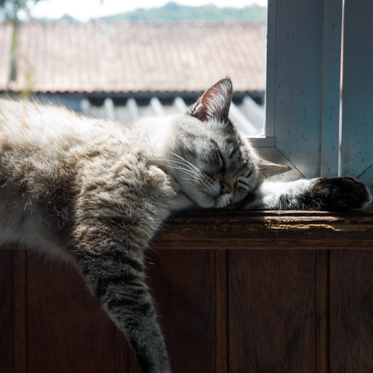 Does My Cat Need Probiotics After Antibiotics?