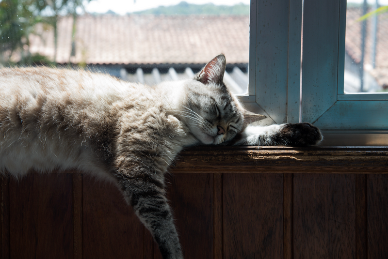 Does My Cat Need Probiotics After Antibiotics?