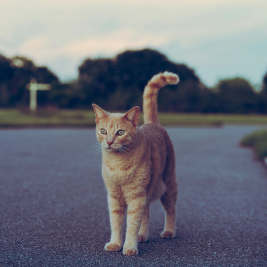 Understanding Your Cat’s Roaming Behavior