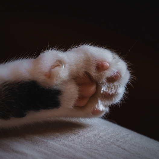 The Science of Cat Toe Beans