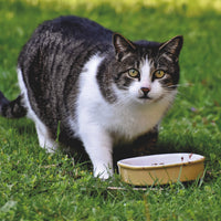7 Reasons for Weight Loss in Cats with Normal Blood Work