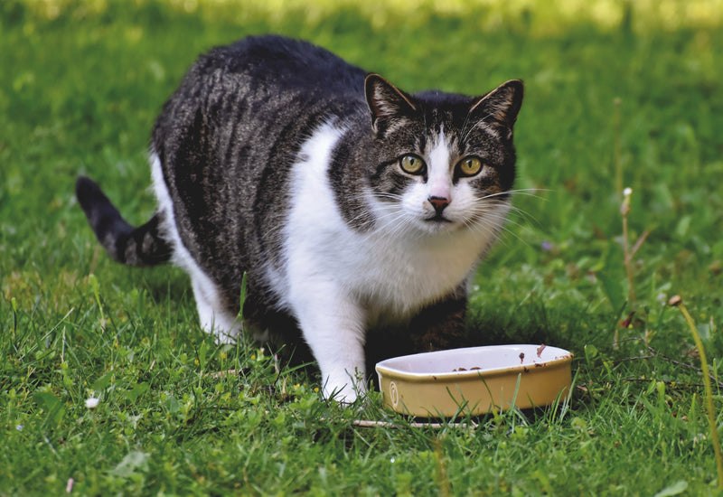 7 Reasons for Weight Loss in Cats with Normal Blood Work