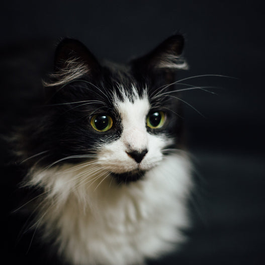 How to improve your cat’s immune system
