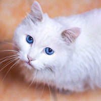 Why is My Cat Pooping Outside the Litter Box?
