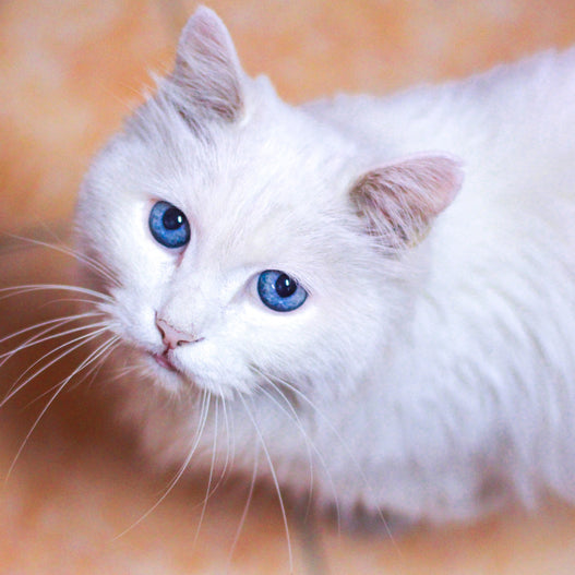 Why is My Cat Pooping Outside the Litter Box?