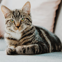The benefits of using S. Boulardii for cats
