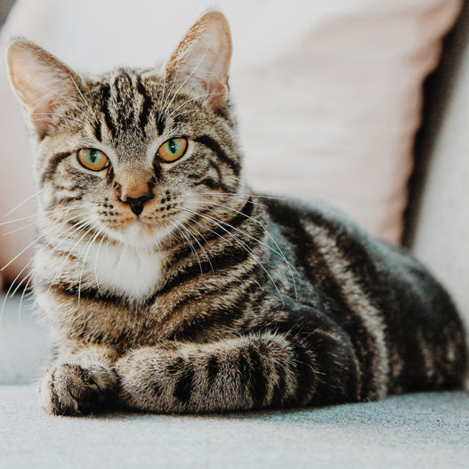 The benefits of using S. Boulardii for cats