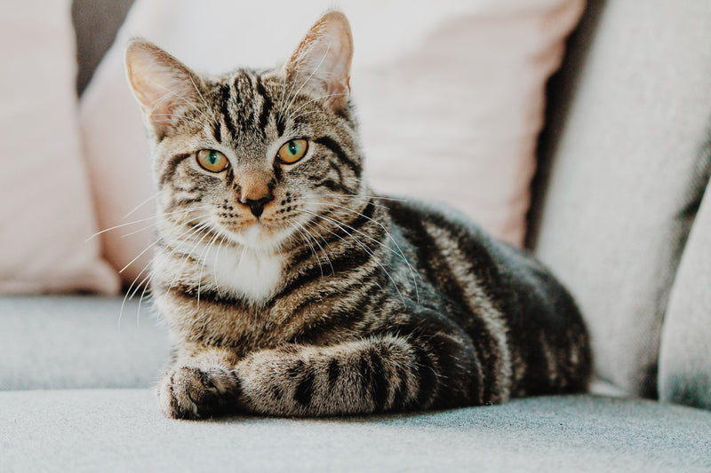 The benefits of using S. Boulardii for cats