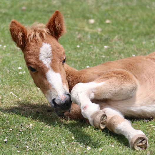 How to treat colic in foals