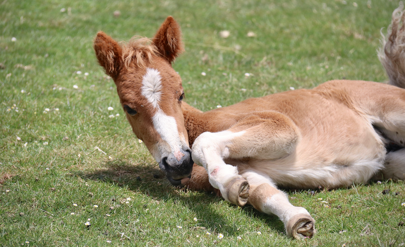 How to treat colic in foals