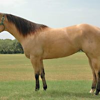 Why is horse conformation important?