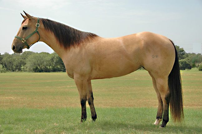 Why is horse conformation important?