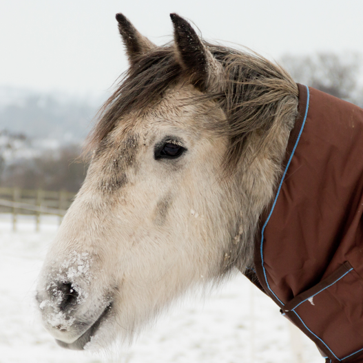 Managing Temperature Swings: Essential Tips for Horse Owners