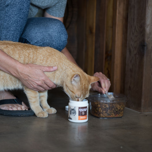 Cat Diarrhea Explained for The Rest Of Us