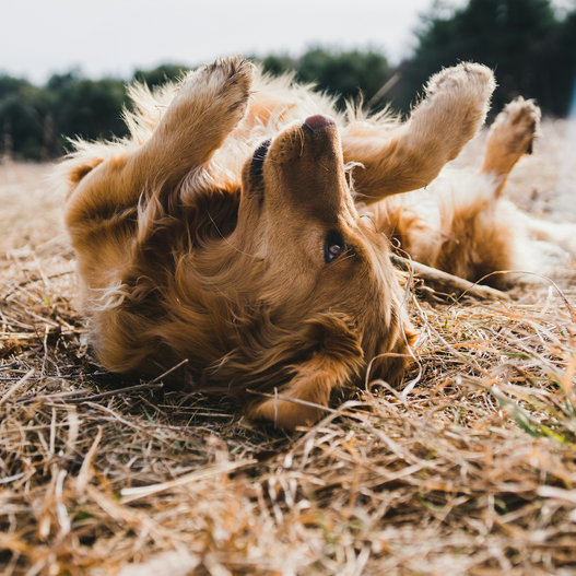 How to Alleviate Atopic Dermatitis in Dogs