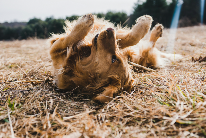 How to Alleviate Atopic Dermatitis in Dogs