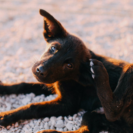 3 Common Dog Allergies and How to Prevent Them