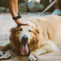 How to use the dog body condition score scale