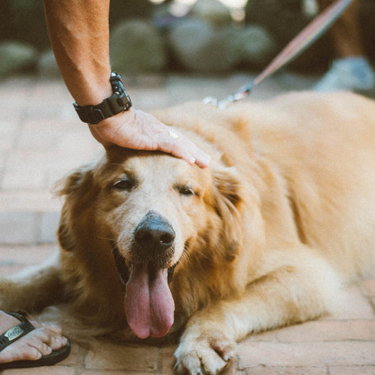 How to use the dog body condition score scale