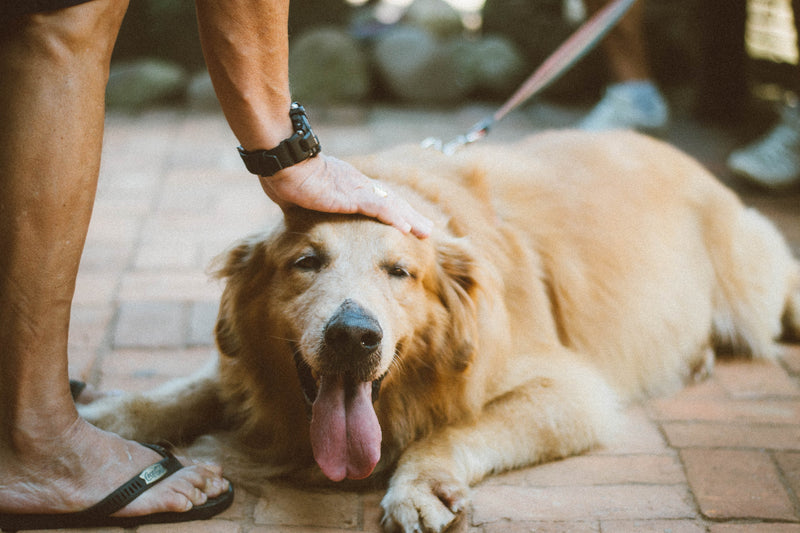 How to use the dog body condition score scale