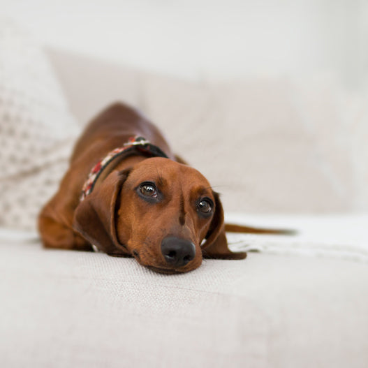 How to Treat Stress Colitis in Dogs Naturally