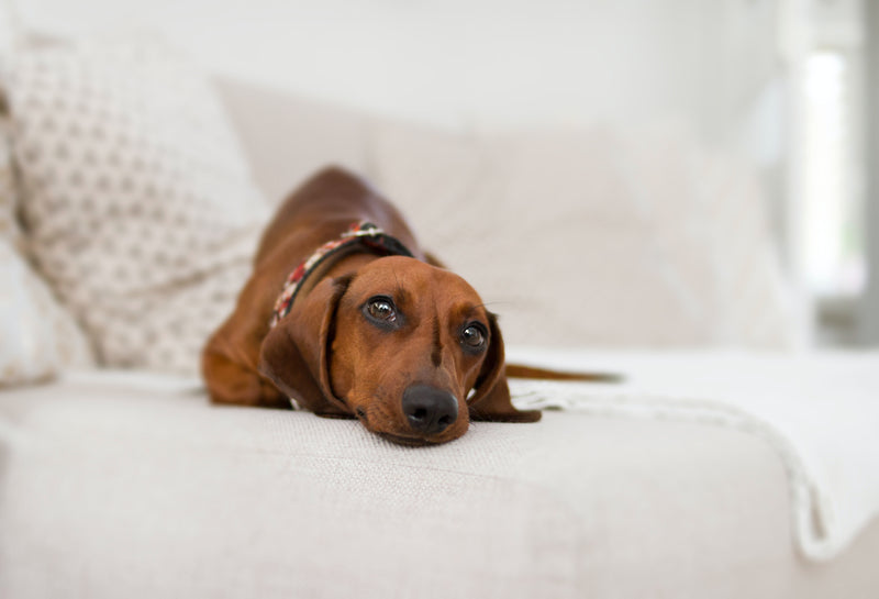 How to Treat Stress Colitis in Dogs Naturally