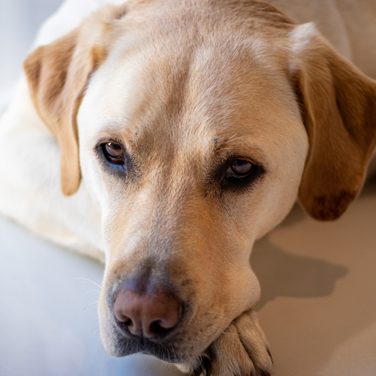 How to Help Your Constipated Dog