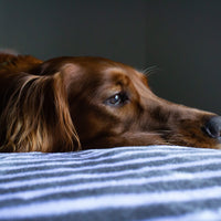 How to Stop Dog Diarrhea