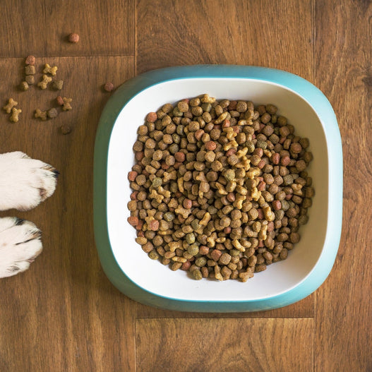 Does my dog need digestive enzymes?
