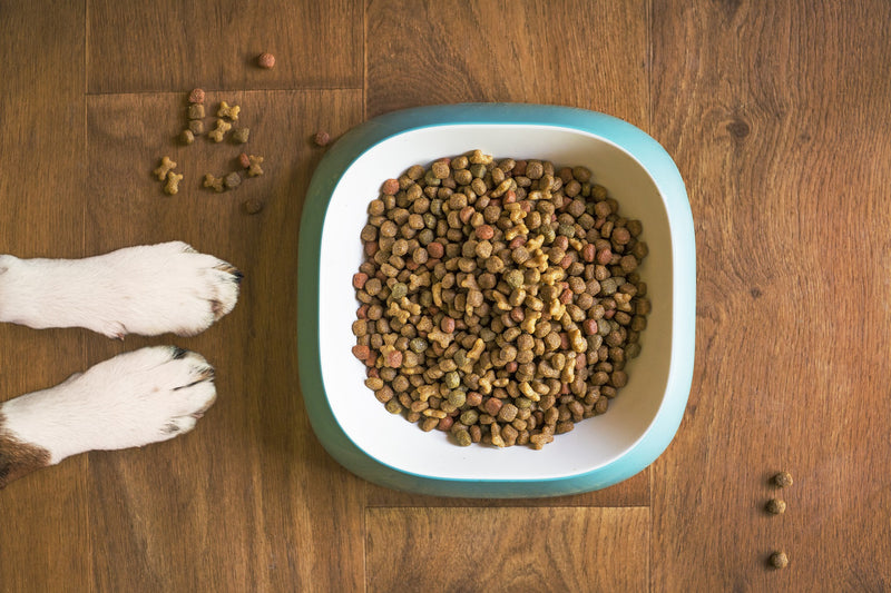 Does my dog need digestive enzymes?