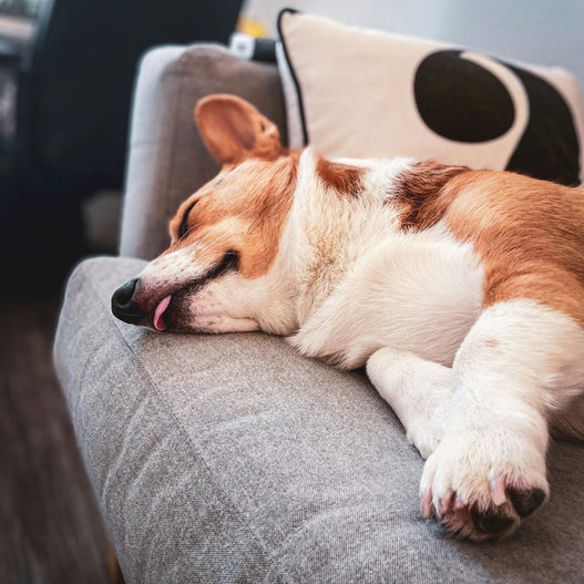 Do Dogs Dream?