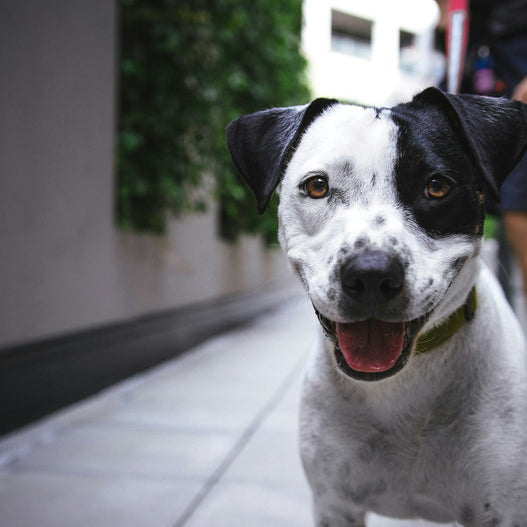 The Complete Guide to Your Dog’s Emotional Wellbeing