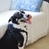 Do Dogs Have Emotions?