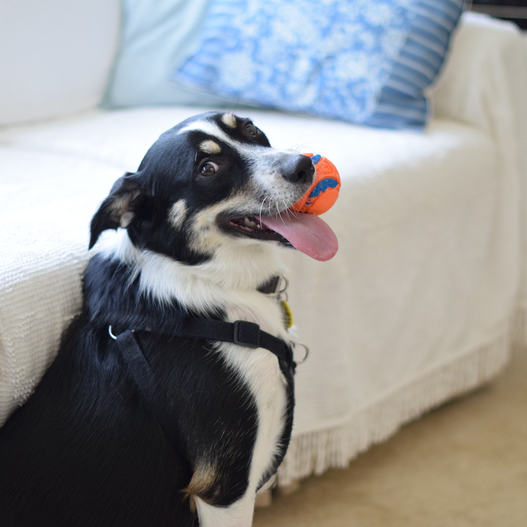 Do Dogs Have Emotions?