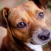 How to Ensure Optimal Dog Eye Health