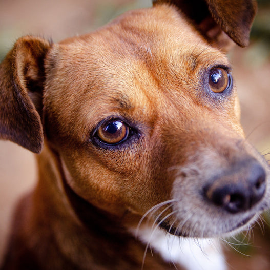 How to Ensure Optimal Dog Eye Health