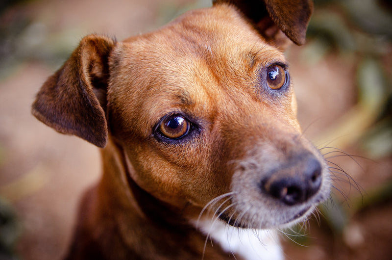 How to Ensure Optimal Dog Eye Health