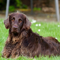 How to combat common dog food allergies