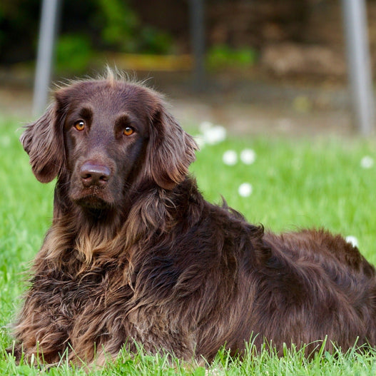 How to combat common dog food allergies