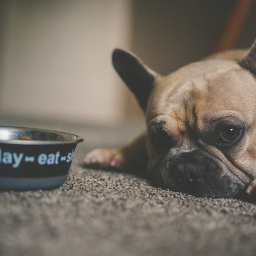 Should Dogs Take Probiotics With Antibiotics?