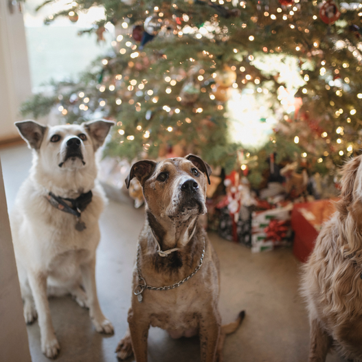 How to Avoid Garbage Gut in Dogs This Holiday Season