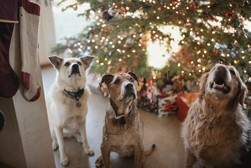 How to Avoid Garbage Gut in Dogs This Holiday Season