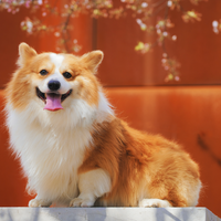 How To Build Your Dog’s Immune System