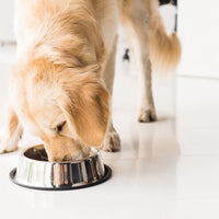 Your Pet's Gut Microbiome