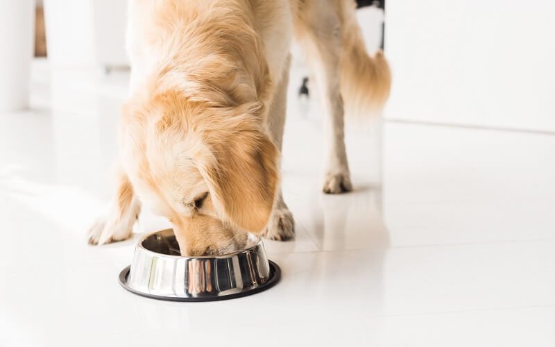 Your Pet's Gut Microbiome
