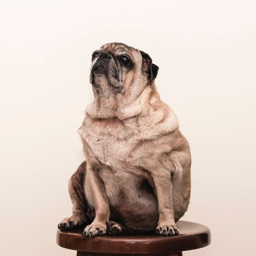 A 10 Step Weight Management Plan for Your Overweight Dog