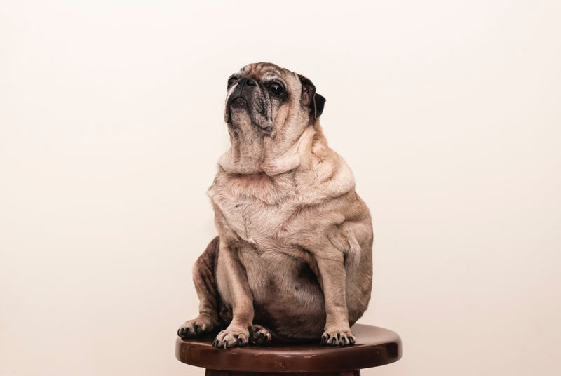 A 10 Step Weight Management Plan for Your Overweight Dog