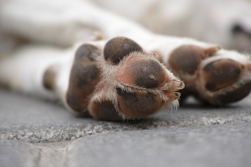 How to Care for Your Dog’s Paw Pads